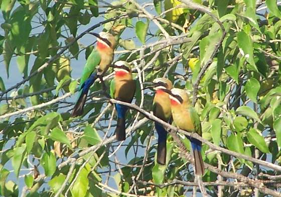 White-fronted bee eaters along the Okavango