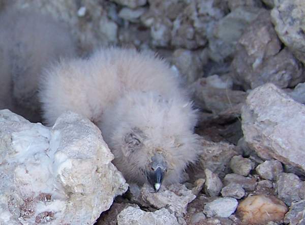 Spotted eagle owl chicks