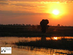 Go on a Birding Safari