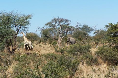 Elephant and giraffe at an exclusive hunting camp