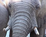 Elephant up close