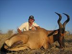 Red hartebeest