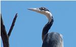 Go to birding photo gallery