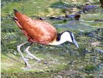 Go on a Birding Safari