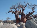 Baobab on Lekubu Island