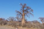 Baobob and full moon