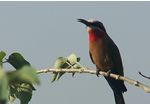 Go on a Birding Safari