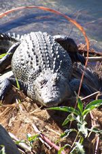 See dozing crocs