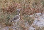 Go on a Birding Safari