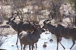 Kudu bulls