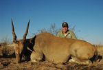Eland bull