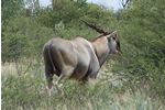 Bull eland