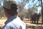 Get eye to eye with an elephant