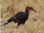 Go on a Birding Safari
