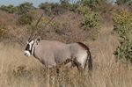 Gemsbok