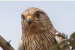 Go on a Birding Safari