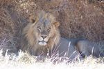 See our Photographic Safaris