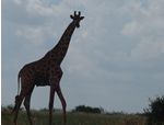 Tears of the giraffe