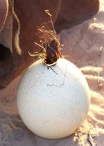 An ostrich egg canteen