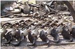 Rows of trophies