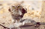 Go on a Birding Safari