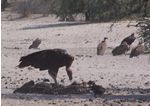 Go on a Birding Safari
