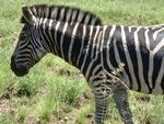 Migrating Zebra