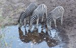 Zebra at Boteti River
